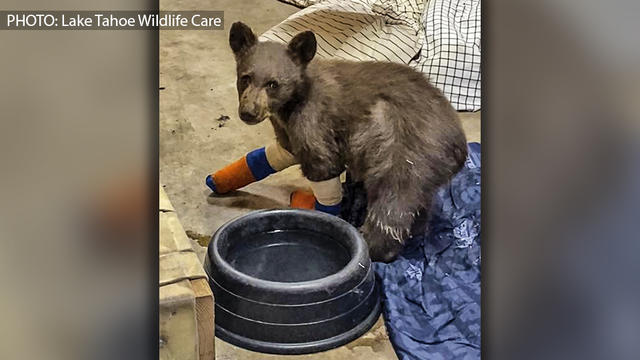 tahoeburndbearcub.jpg 