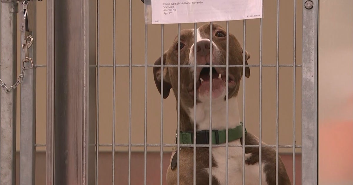 Overcapacity, Overcrowded, Overwhelmed: Three Philadelphia Animal Shelters Issuing United Urgent Cry For Assistance - CBS Philadelphia Overcapacity, Overcrowded, Overwhelmed: Three Philadelphia Animal Shelters Issuing United Urgent Cry For Assistance - CBS Philadelphia