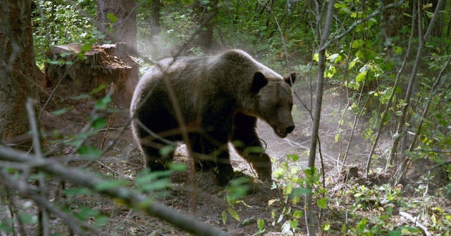 Finding ways to coexist with grizzly bears in Montana