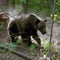Finding ways to coexist with grizzly bears in Montana