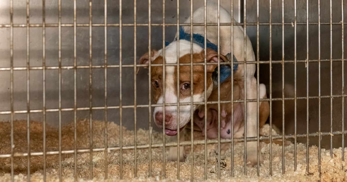 10 Arrested, 89 Dogs Rescued After Authorities Break Up Interstate Dogfighting Ring CBS New York