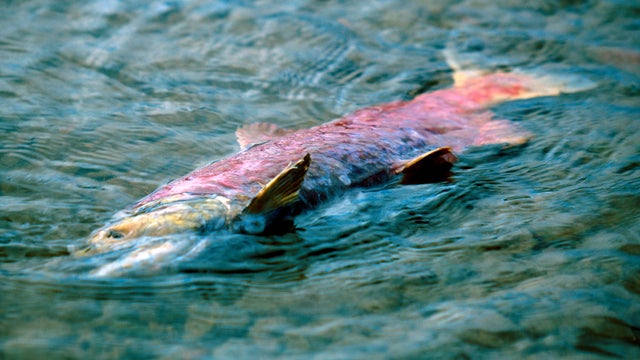 Dead Salmon after spawning 