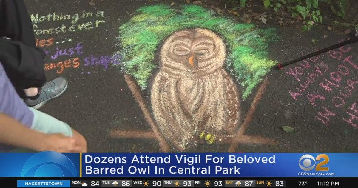 Dozens Attend Vigil For Beloved Barred Owl In Central Park CBS New York