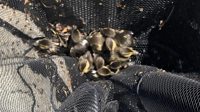 duck-rescue-2.jpg 