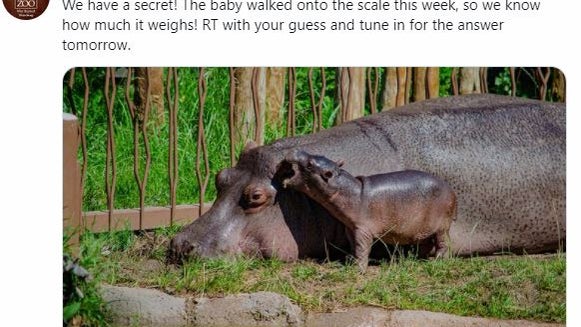 CMZ-HIPPO-SECRET-TWEET.jpg 
