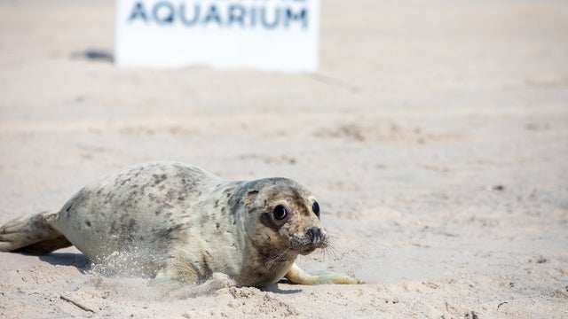 20210811AnimalRescue_SealRelease49-1.jpg 