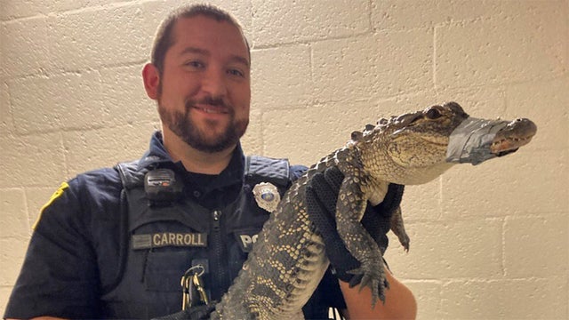 alligator-west-mifflin-caught.jpg 