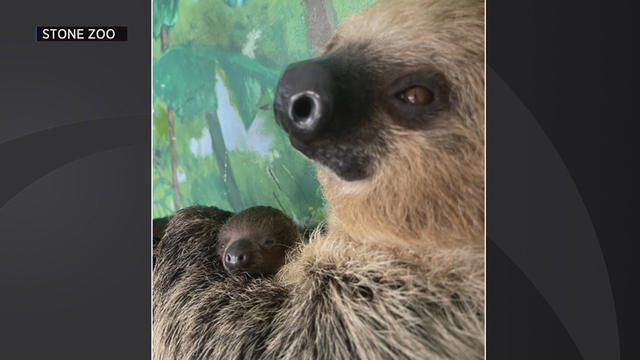 baby-sloth-stone-zoo-photo.jpg 