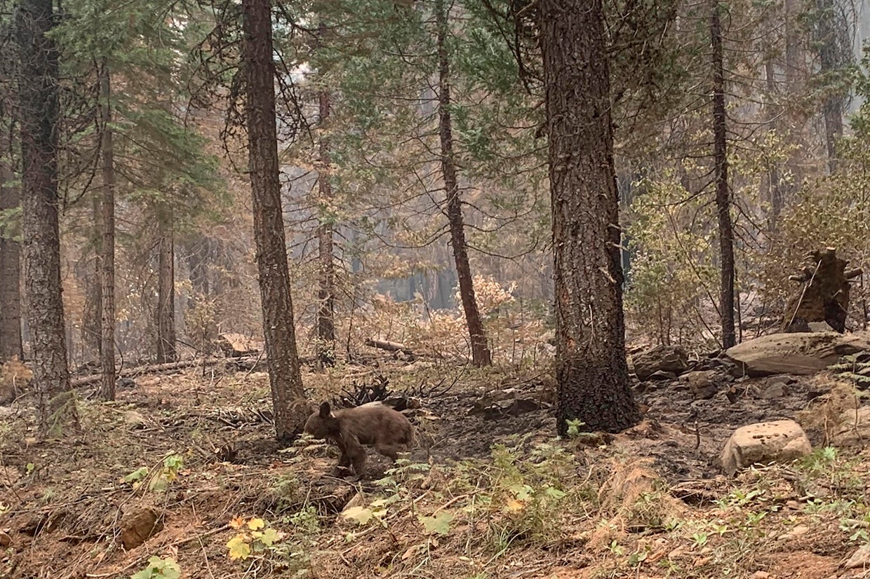 Bear cub spotted walking alone may have lost its mother to massive ...
