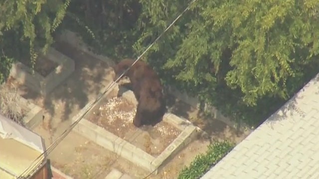 large-bear-pasadena.jpg 