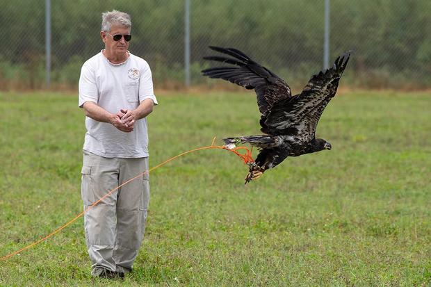 eaglet flying rehab 