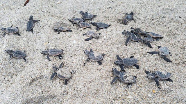 sea-turtle-hatchlings_1.jpg 