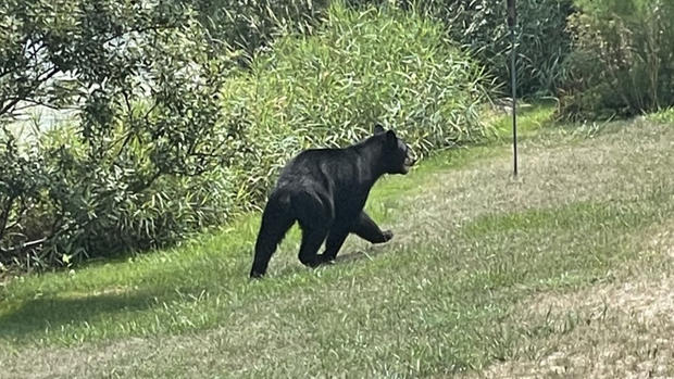 Centerville Black Bear 
