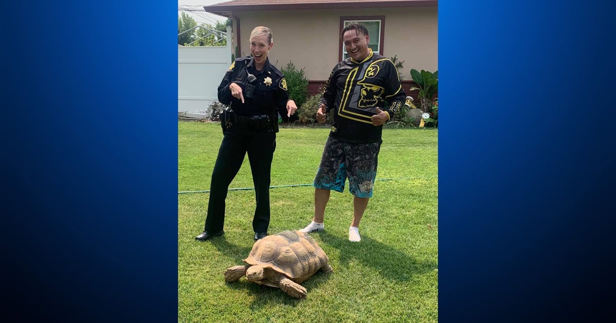 Concord Police Officer Rescues Tortoise Trapped In Busy Intersection ...