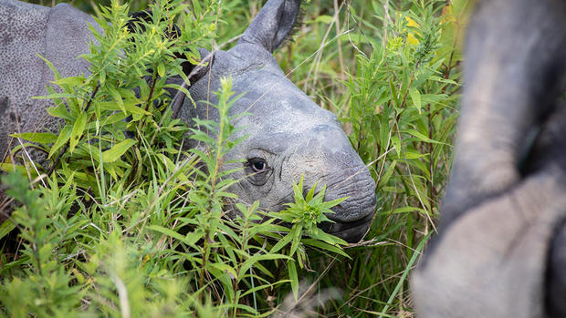 Asian One-Horned Rhino Calf 