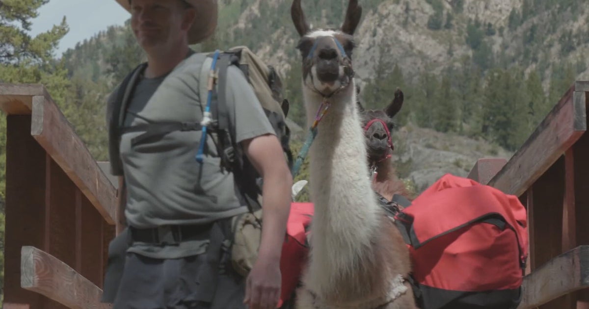 Tradition Of Using Llamas To Carry Supplies For Leadville 100 Ultra