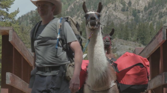 LEADVILLE-TRAIL-100-LLAMAS-5VO.transfer_frame_184.jpeg 