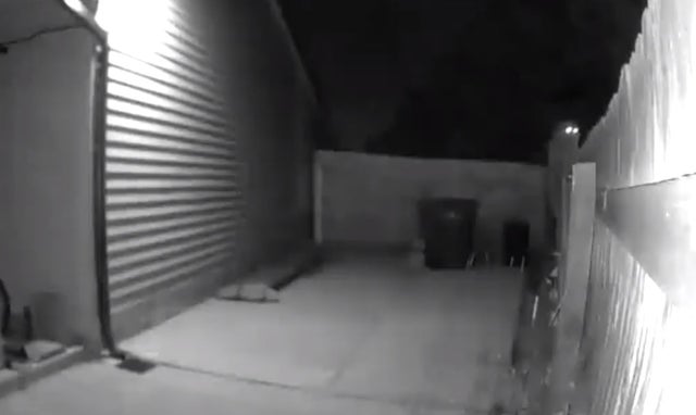 cpw aurora mountain lion 