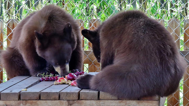 CPW Bears Eating 6 
