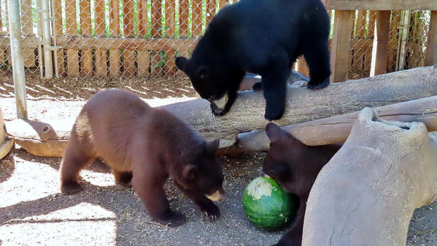 CPW Bears Eating 2 
