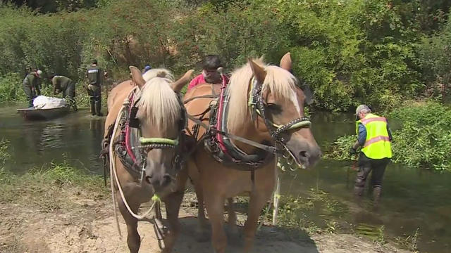 draft-horses.jpg 