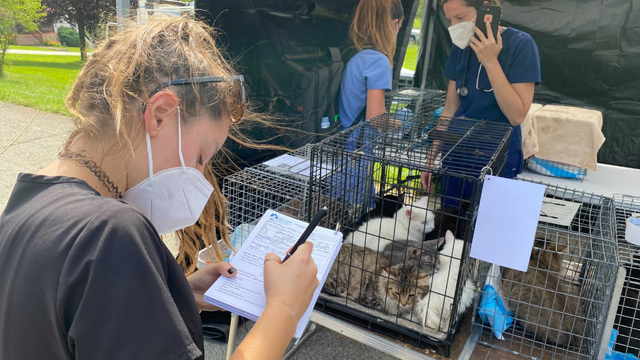 mather greene county cat rescue (2) 