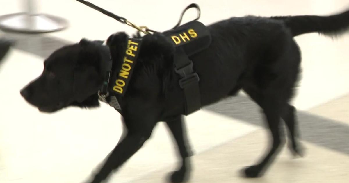 'I Have The Best Job Ever': TSA, BSO K9 Handlers Show Off Their 4 ...