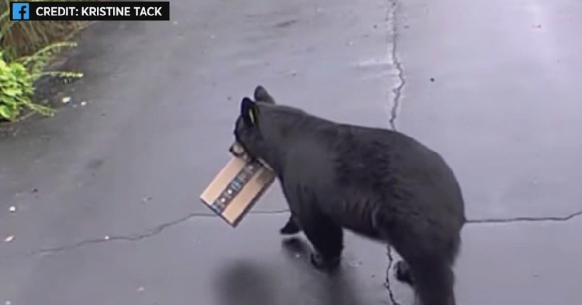 SEE IT: Bear Steals Package Left On Connecticut Homeowner's Porch - CBS ...