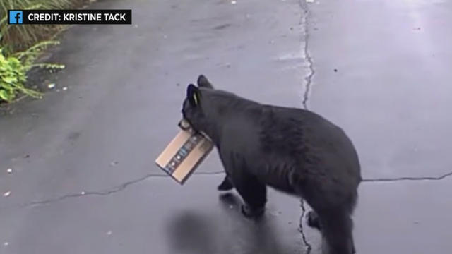 bear.jpg 