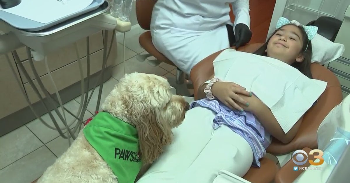 Leo, 2YearOld Cockapoo, Helping Ease Patients Experience At Cherry