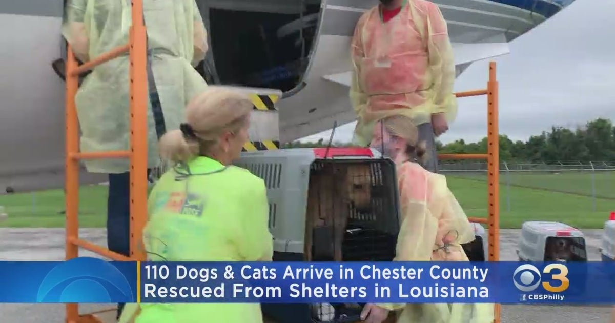 Hurricane Ida Brandywine Valley SPCA Sheltering 110 Cats, Dogs