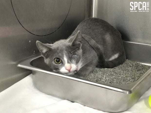 Cat rescued from Mississippi by SPCA of Texas 