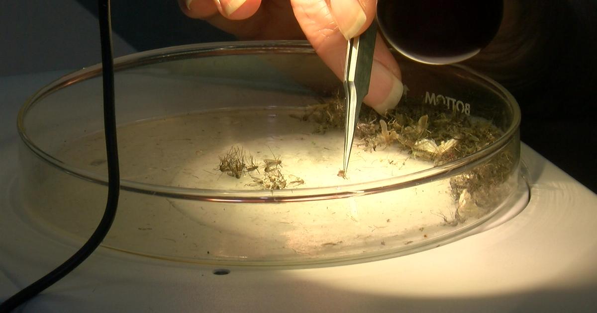 Bird tested positive for West Nile virus in Fairfield