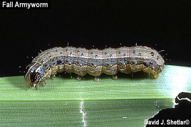 shetlar-fallaw-larva-24-t9.jpg 