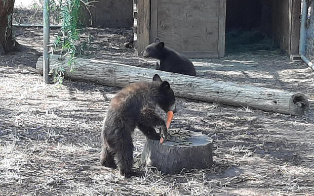 rescued black bear cubs 