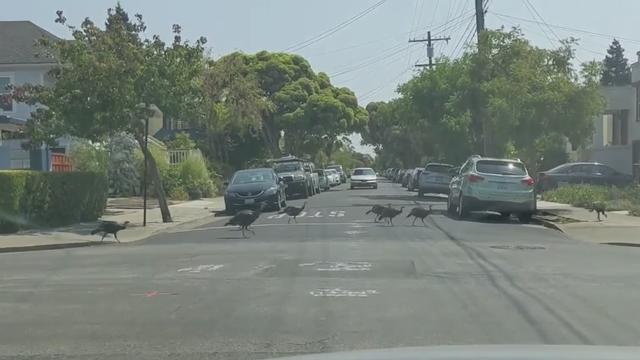 turkeys_roaming_090221.jpg 