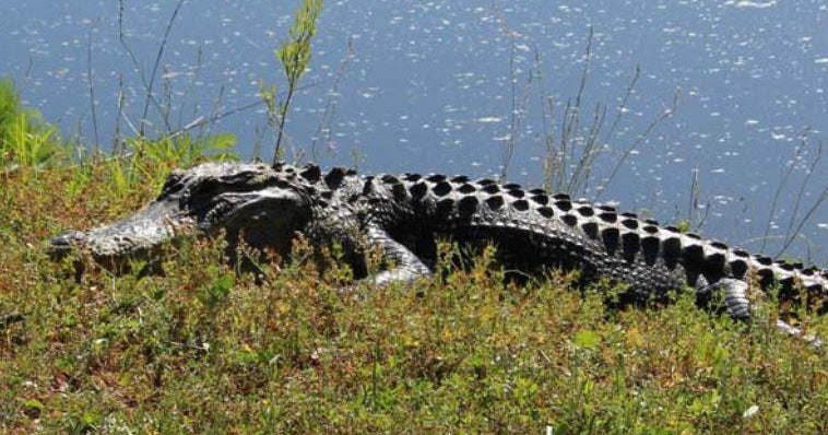 Gator gives Florida mother nighttime surprise Gator gives Florida mother nighttime surprise