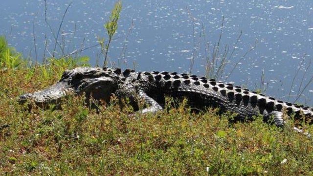 Alligator attacks and kills woman who was walking her dog in South Carolina