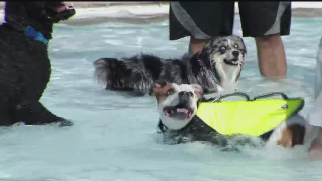 pooches-in-the-pool.png 