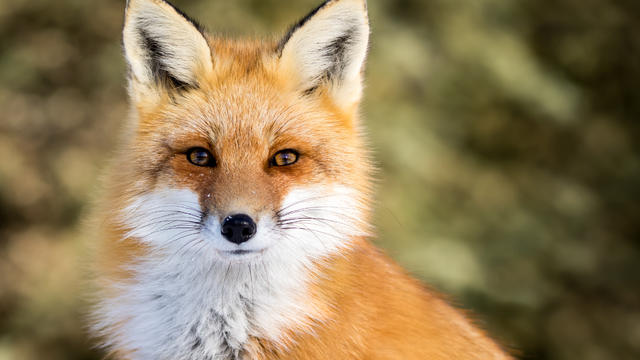 fox-.jpeg 