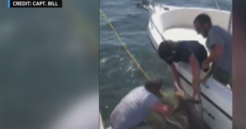 Caught On Camera: Deer Rescued From Long Island Sound - CBS New York