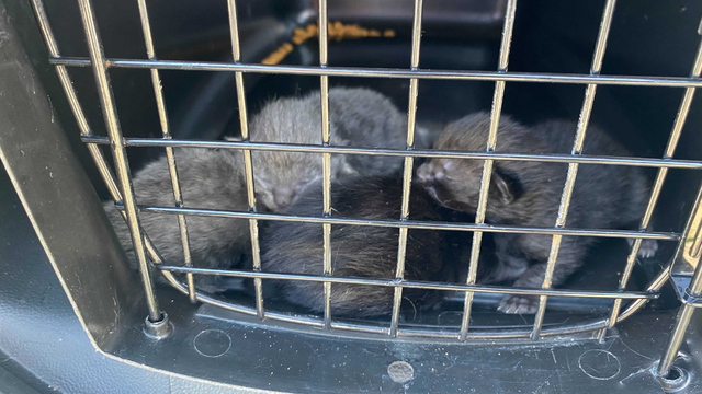 lawrenceville-animal-hoarding-kittens.png 