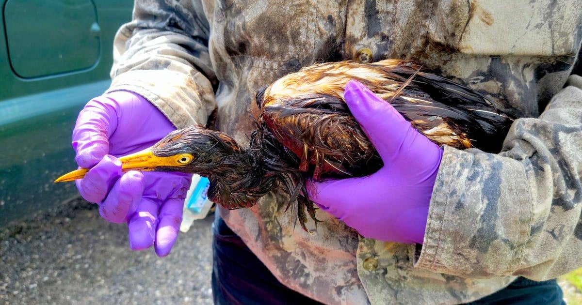 Oilsoaked birds found near oil spill at refinery in wake of Hurricane