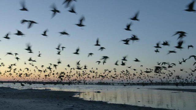 whimbrel-take-to-the-skies-1280.jpg 