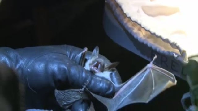 batsagingsecrets.jpg 