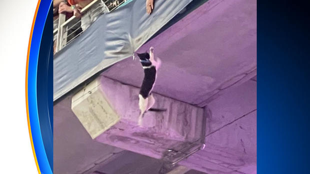 cat falls Um Game Hard Rock Stadium 