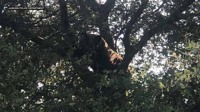 AUBURN-BEAR-IN-TREE.jpg 