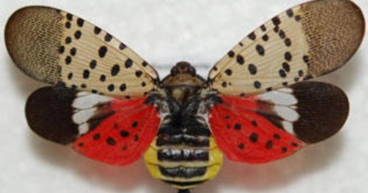 Invasive spotted lanternfly discovered in North Carolina for first time: "Heavy infestation"