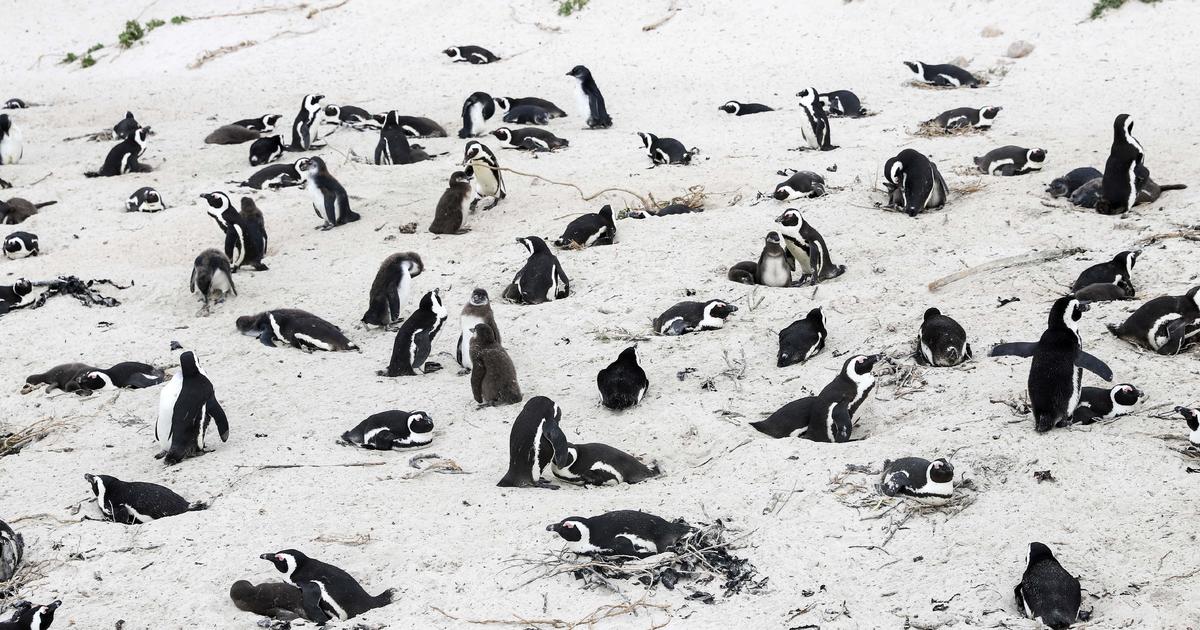 Swarm of bees kills dozens of endangered African penguins CBS News