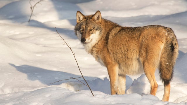 Solitary gray wolf - grey wolf showing thick winter coat in the snow in winter. 